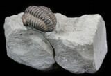 Small, Inflated Flexicalymene Trilobite - Ohio #40681-3
